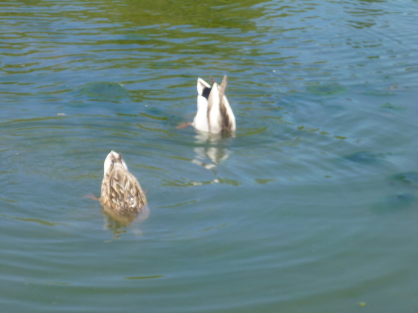 Two ducks diving for food on a lake, so that only their butts can be seen above the water.