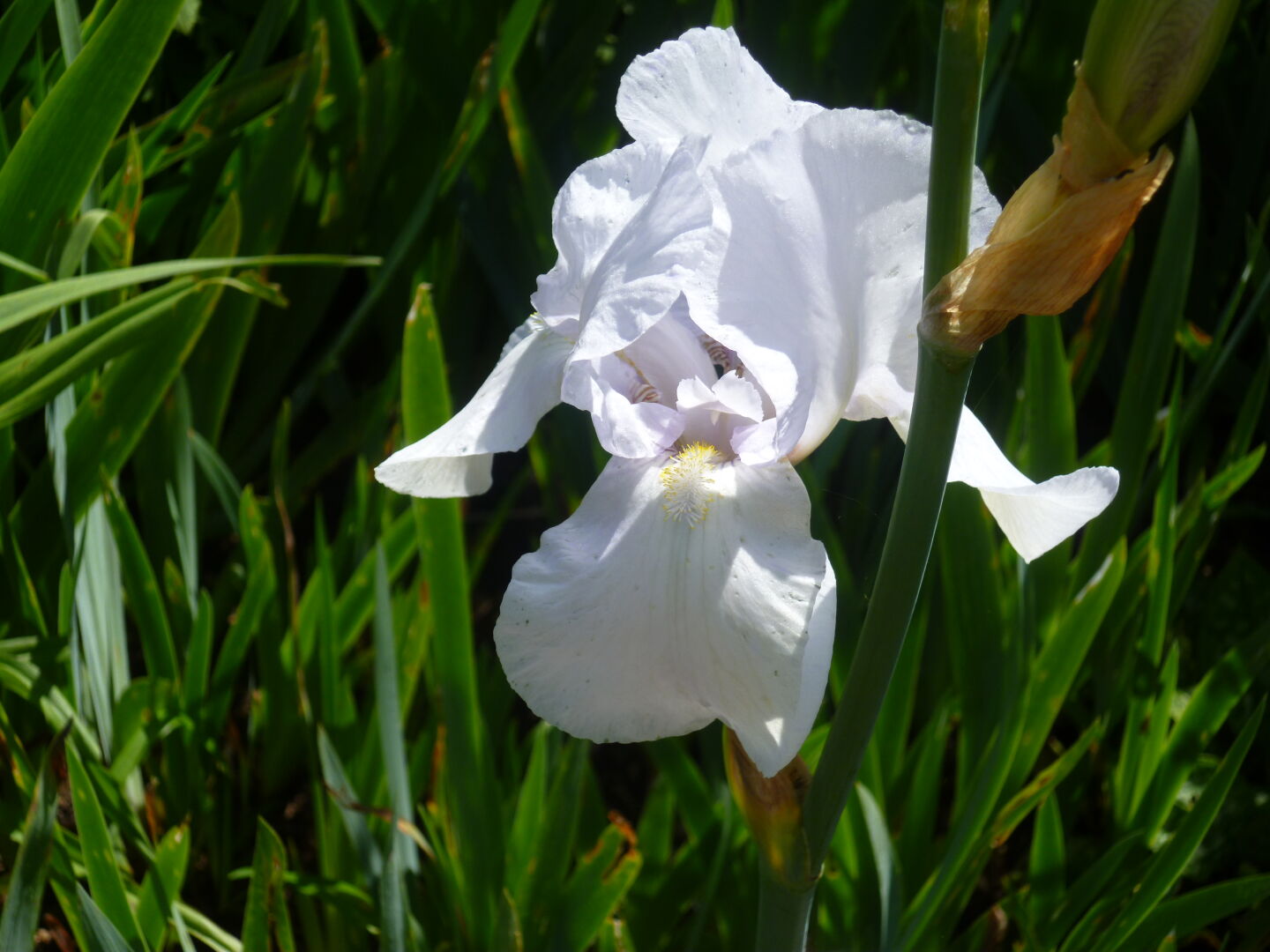 A white iris flower with green leaves around